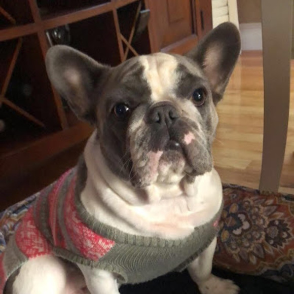 Meet your Posher, Maya - Picture 1 of 1